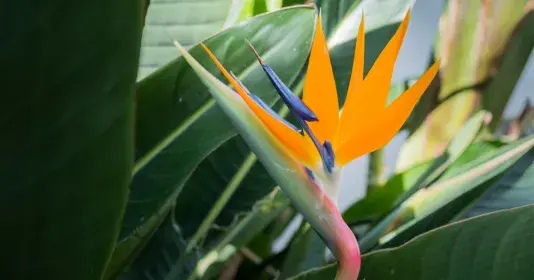 Strelície královská Náhled