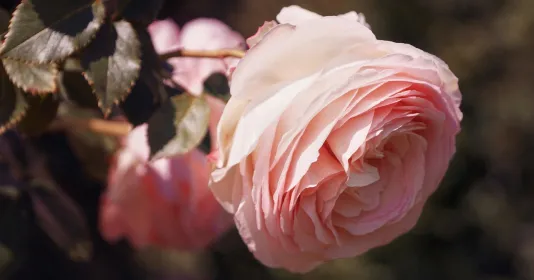 Zahradní růže Náhled