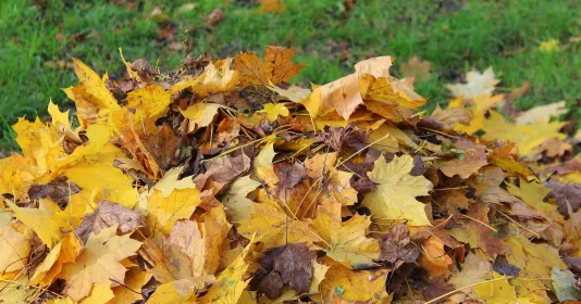 Spadané listí Náhled