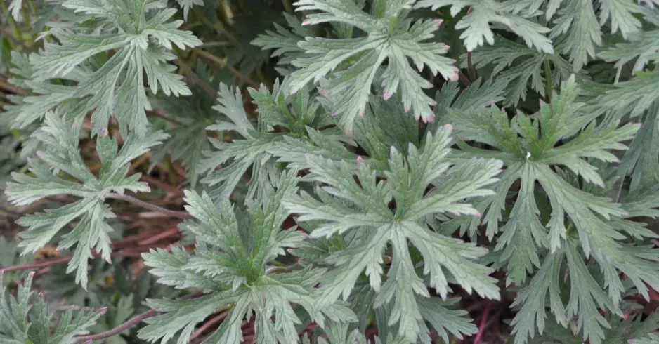 Kakost luční (Geranium pratense) Kakost luční (Geranium pratense)