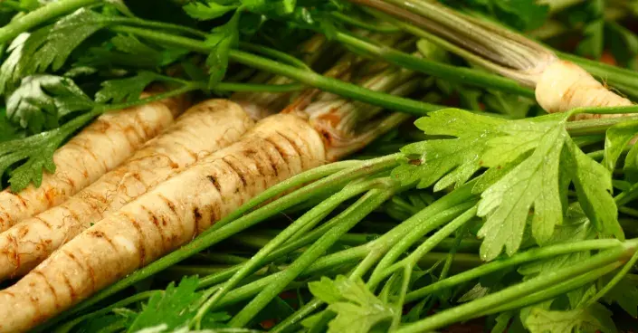 Kořeny pastináku Kořeny pastináku