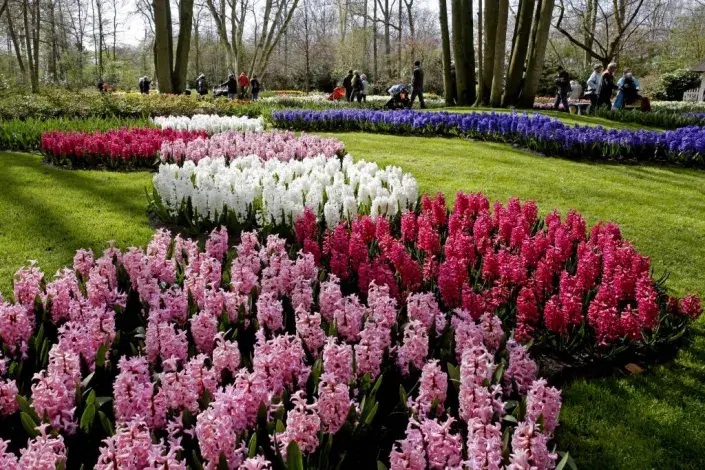 Výsadba v Keukenhofu Výsadba v Keukenhofu