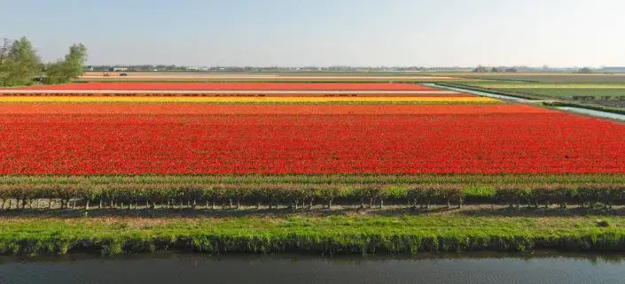 Produkční výsadby v Keukenhofu Produkční výsadby v Keukenhofu