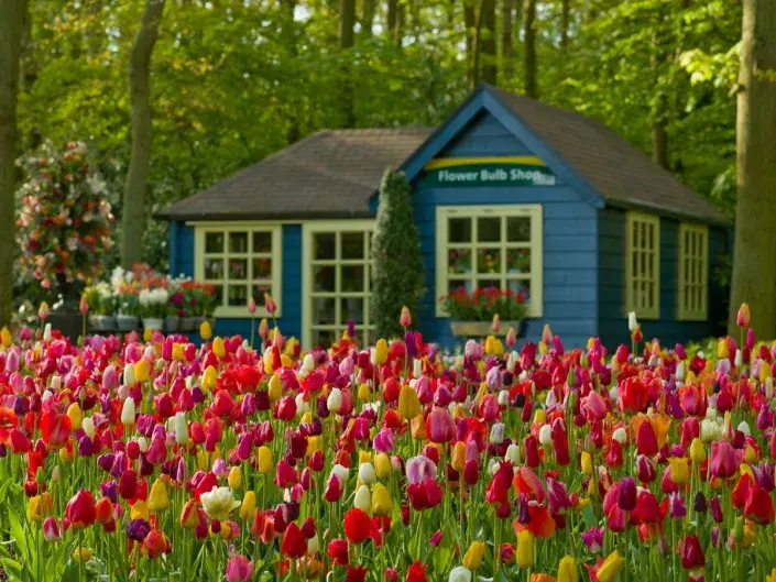 Rozkvetlé výsadby v Keukenhofu Rozkvetlé výsadby v Keukenhofu