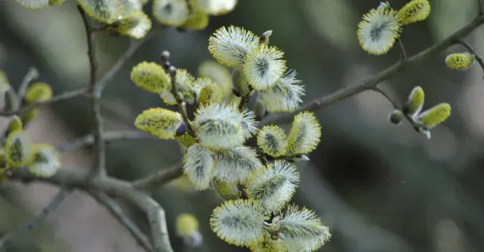 Vrbové kočičky Vrbové kočičky