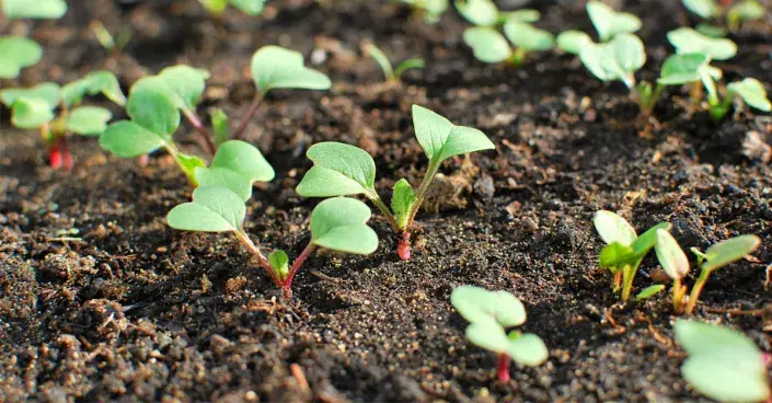 vzešlé rostliny Vzešlé rostliny