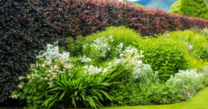 Stříhaný živý plot Stříhaný živý plot