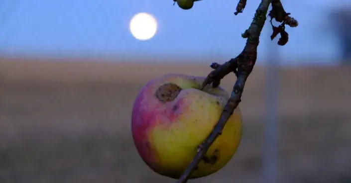 Dozrávající jablko za úplňku Dozrávající jablko za úplňku