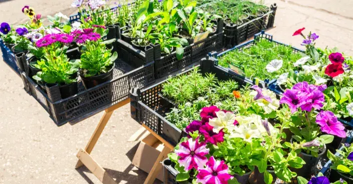 Prodej předpěstovaných sazenic Prodej předpěstovaných sazenic