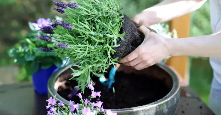 Výsadba levandule korunkaté do květináče Výsadba levandule korunkaté do květináče