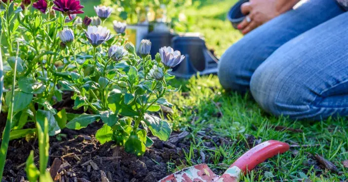 Výsadba rostlin na záhon Výsadba rostlin na záhon