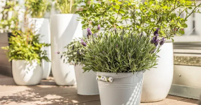 Nádobové rostliny na balkoně Nádobové rostliny na balkoně