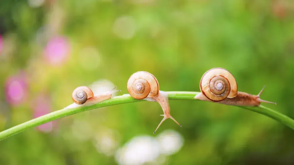 Malí hlemýždi Malí hlemýždi