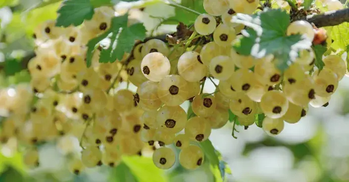 Plody bílého rybízu Plody bílého rybízu