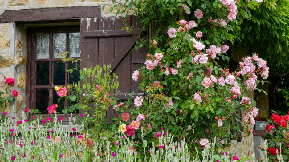 Pnoucí růže Pnoucí růže