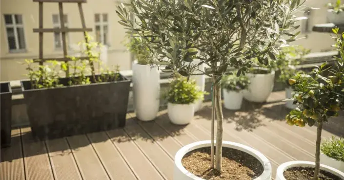 Olivovník na balkoně Olivovník na balkoně