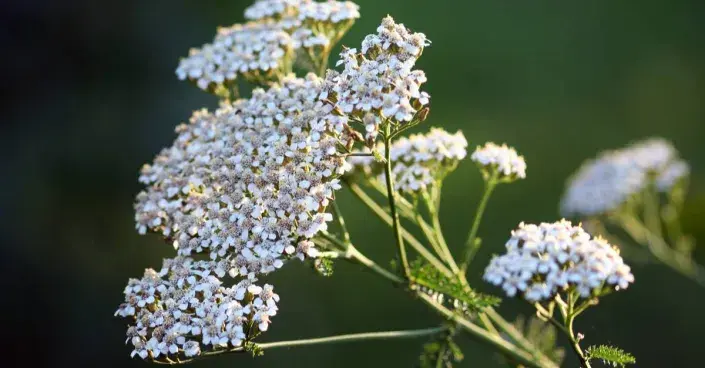 Řebříček obecný (Achillea millefolium) Řebříček obecný (Achillea millefolium)