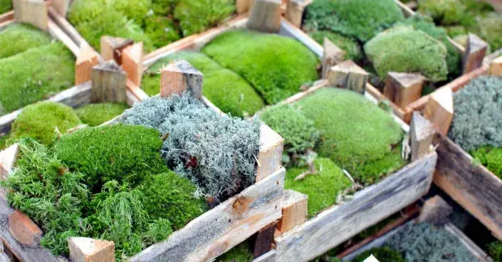 Různé druhy mechu v dřevěných bedýnkách Různé druhy mechu v dřevěných bedýnkách