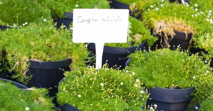 Úrazník šídlovitý (Sagina subulata) Úrazník šídlovitý (Sagina subulata)