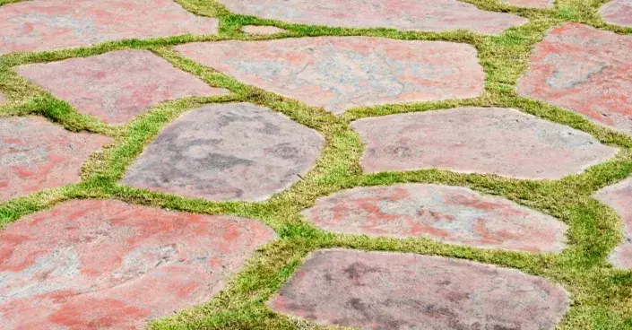 Mech mezi dlažbou Mech mezi dlažbou