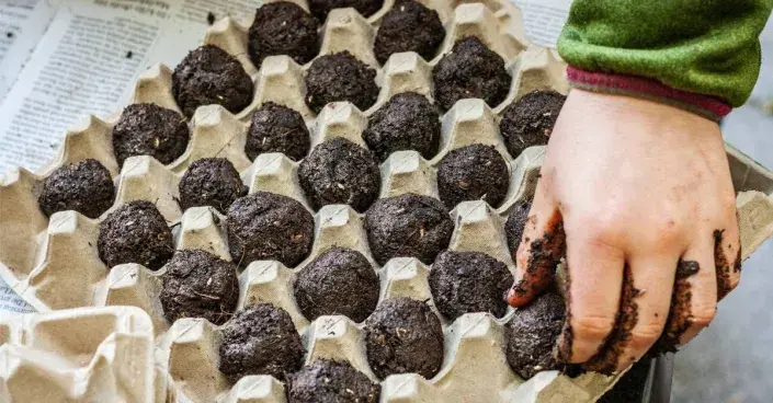 Sušení semínkových koulí Sušení semínkových koulí