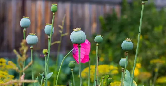 Dozrávající makovice Dozrávající makovice
