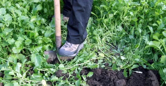 Zapracování rostlin hořčice do půdy Zapracování rostlin hořčice do půdy
