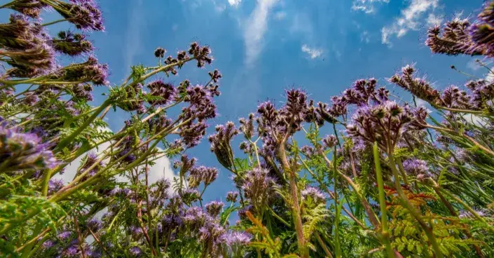 Svazenka vratičolistá (Phacelia tanacetifolia) Svazenka vratičolistá (Phacelia tanacetifolia)
