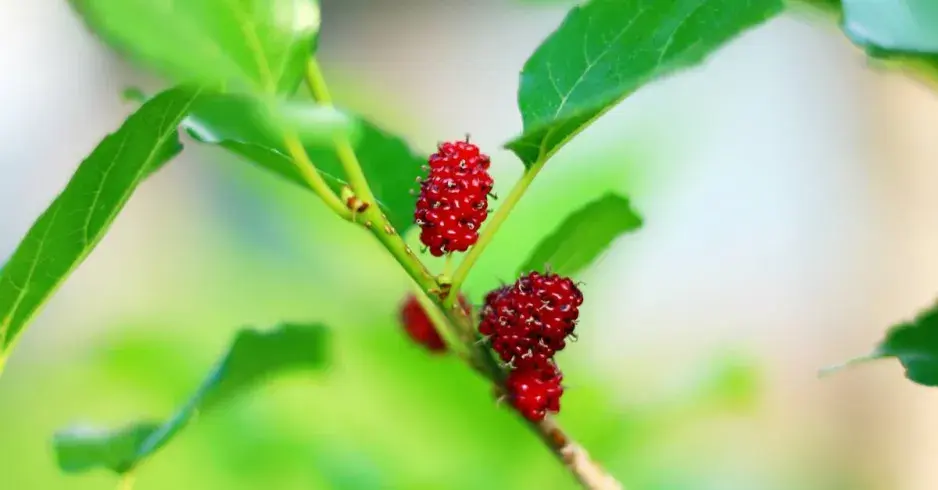 Morušovník červený (Morus rubra) Morušovník červený (Morus rubra)