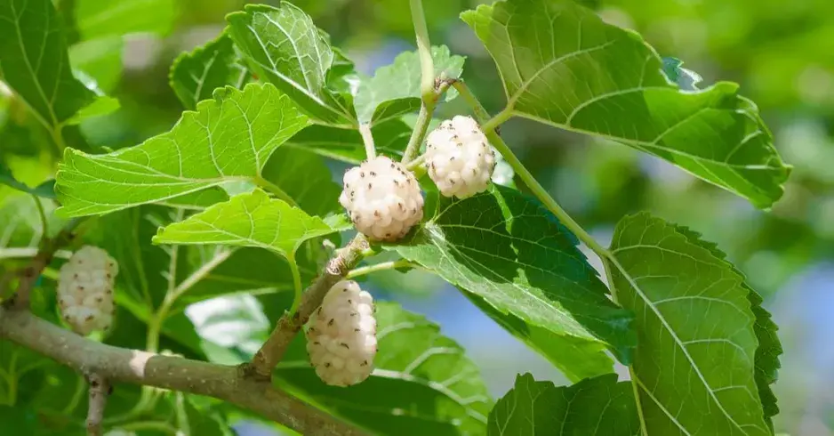 Morušovník bílý (Morus alba) Morušovník bílý (Morus alba)