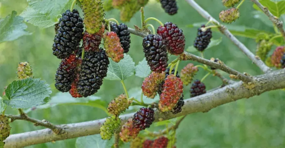 Morušovník černý (Morus nigra) Morušovník černý (Morus nigra)