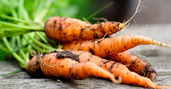 Kořeny mrkve Kořeny mrkve