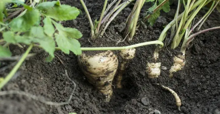 Kořenová petržel Kořenová petržel