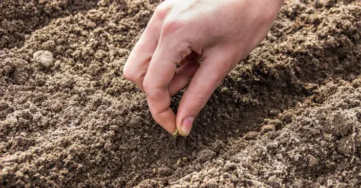 Výsev semen Výsev osiva