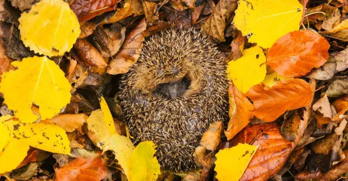 Ježek v hromadě listí Ježek v hromadě listí