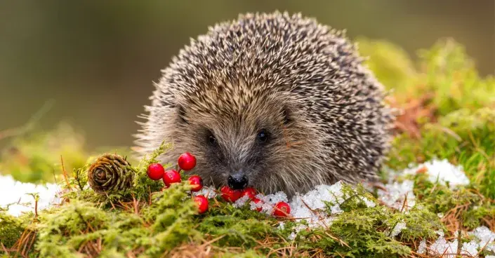 Ježek na mechu Ježek na mechu