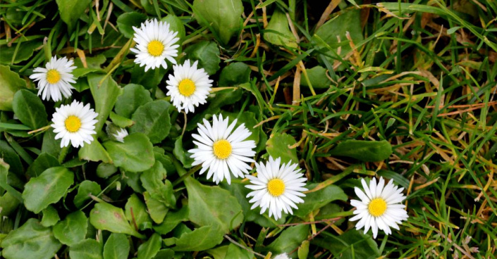 Sedmikráska chudobka (Bellis perennis) Sedmikráska chudobka (Bellis perennis)