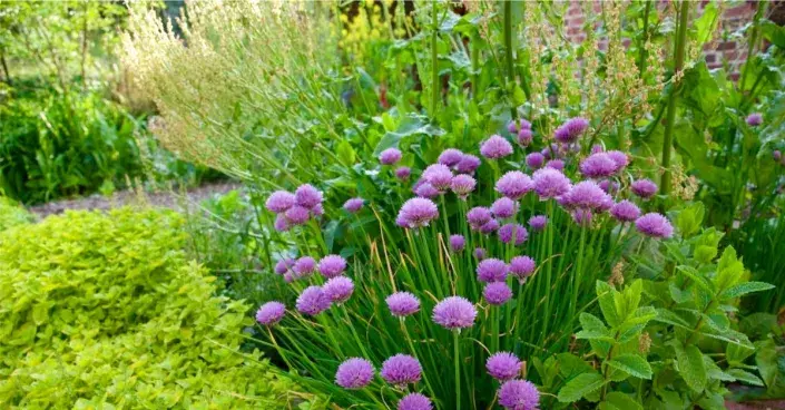 Bylinkový záhon Bylinkový záhon