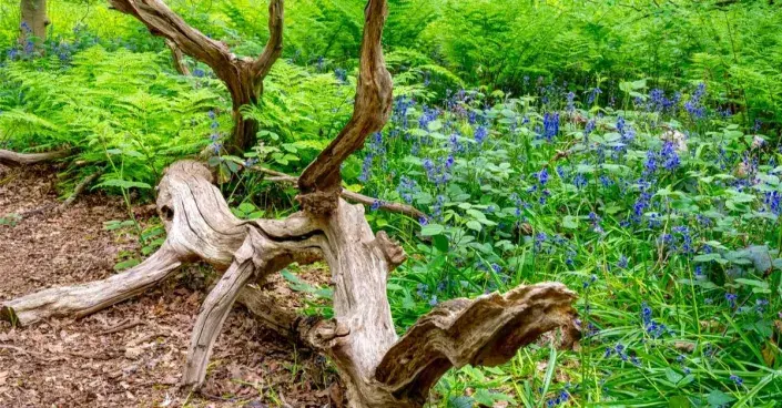 Mrtvé dřevo Mrtvé dřevo