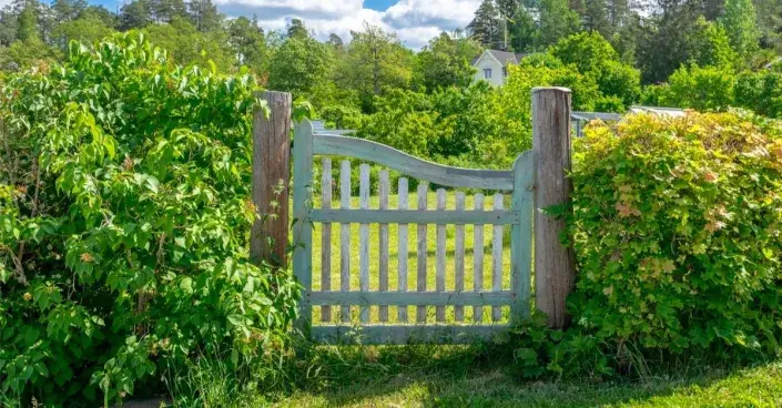 Řez živého plotu Řez živého plotu