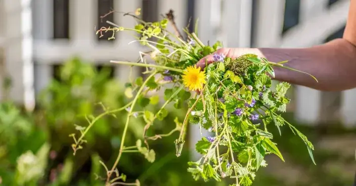 Vytržený plevel Vytržený plevel