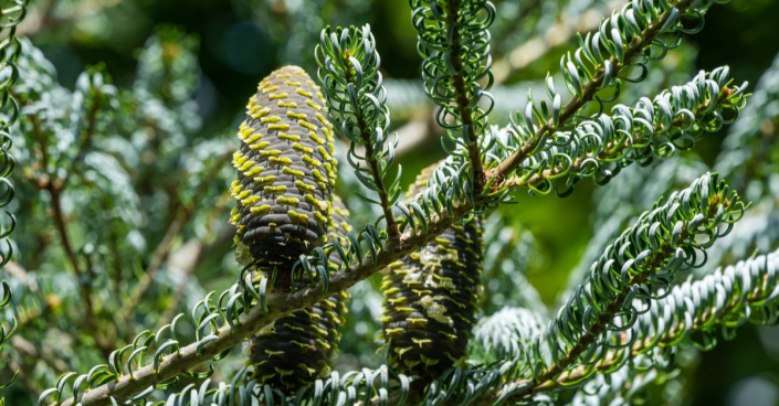 Jedle korejská (Abies koreana) ’Silberlocke’ 