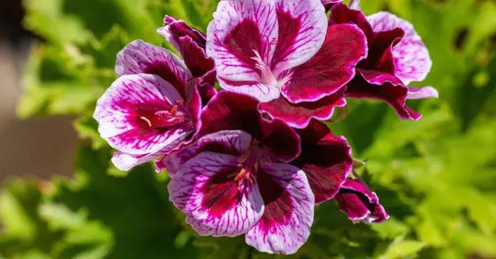 Muškát Angel Eyes ’Bicolor’ Muškát Angel Eyes ’Bicolor’