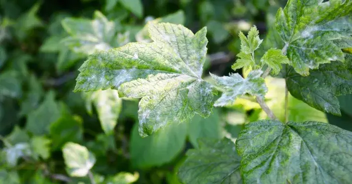 Hnědé padlí na listech černého rybízu Hnědé padlí na listech černého rybízu