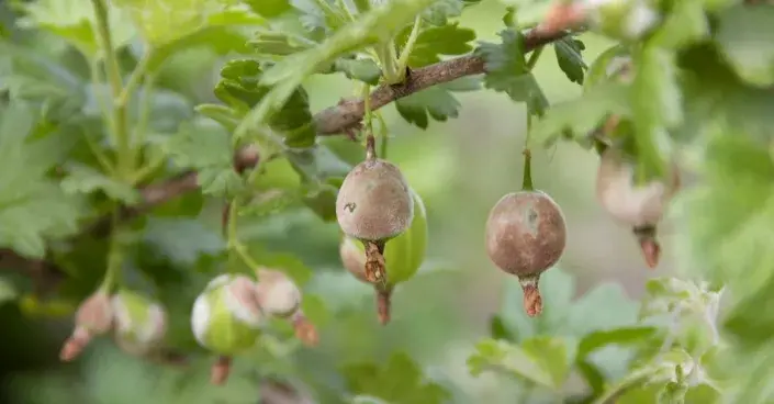 Hnědé padlí na plodech angreštu Hnědé padlí na plodech angreštu
