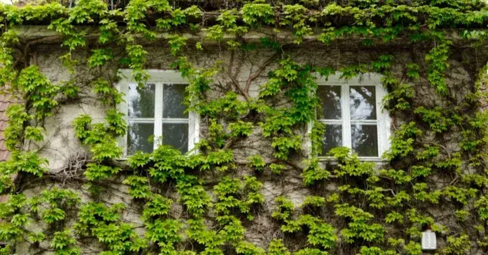 Přísavník na fasádě domu Přísavník na fasádě domu