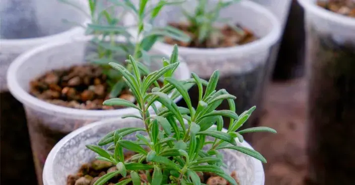 Sazenice levandulí Sazenice levandulí