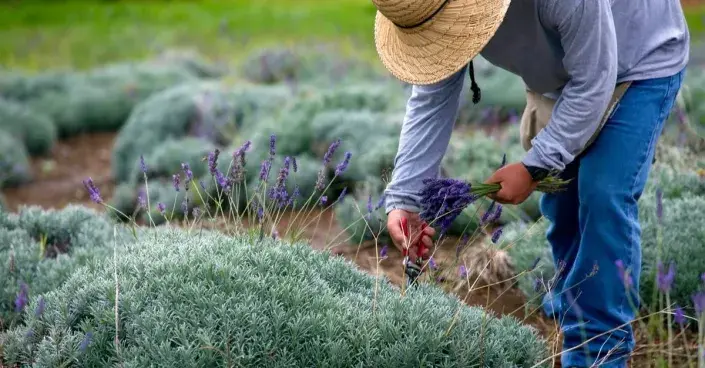 Střih levandulí Střih levandulí