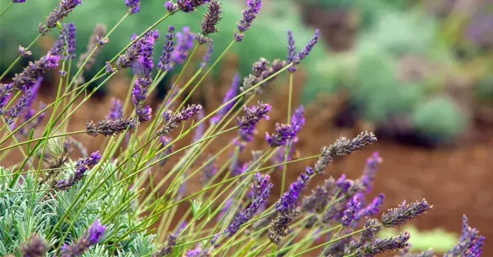 Rozkvetlá levandule Rozkvetlá levandule
