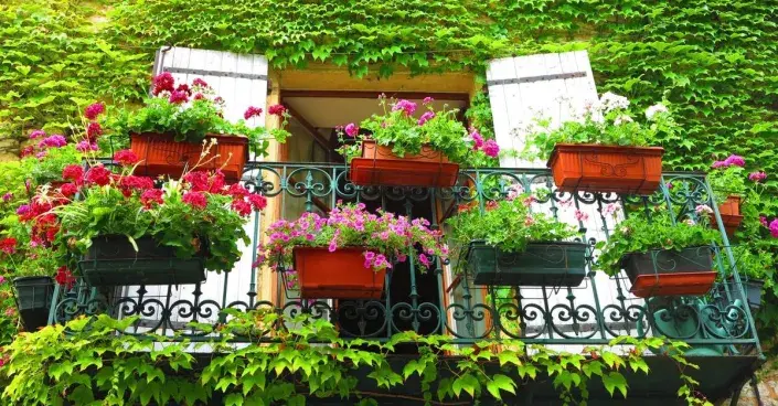 Balkon ověšený rozkvetlými truhlíky Balkon ověšený rozkvetlými truhlíky